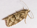 Cnephasia communana